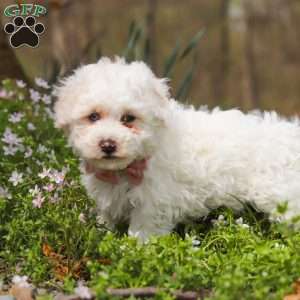 Leo, Bich-Poo Puppy